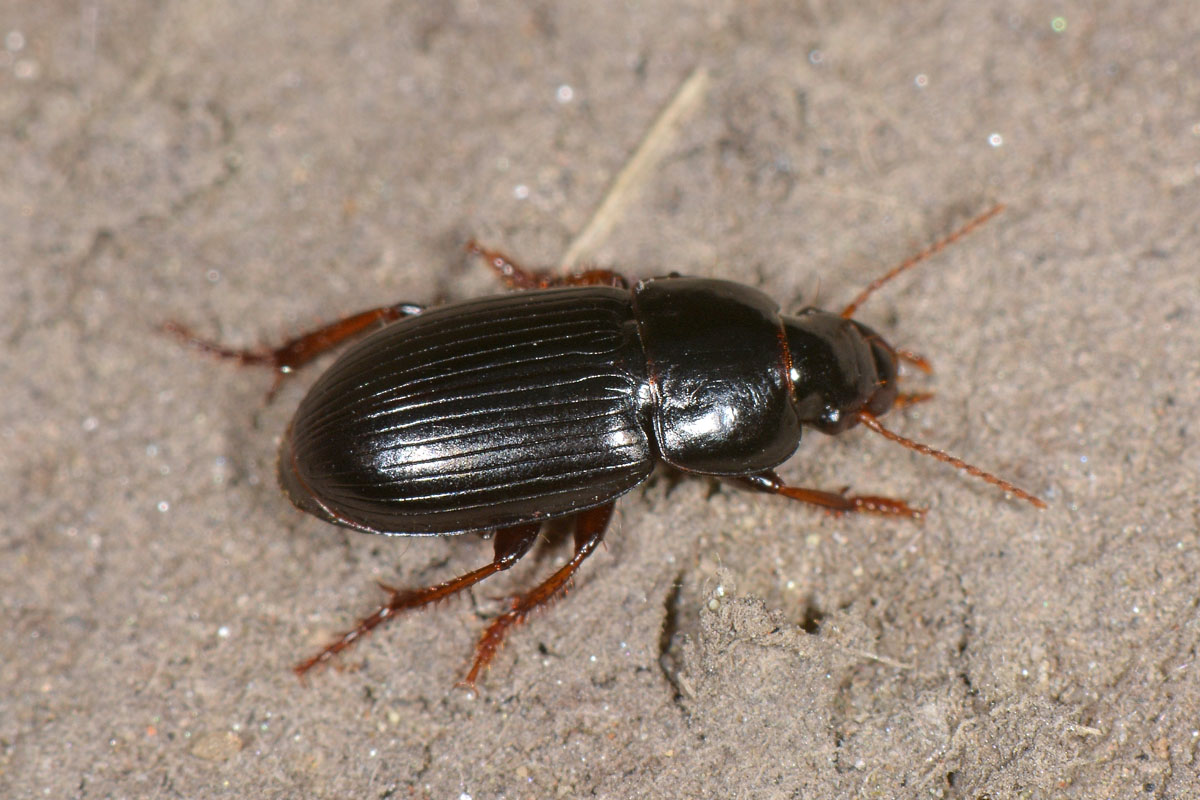 Carabidae: Harpalus pumilus